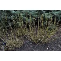 GRDplanten Cornus ser. 'Flaviramea' - Canadese Kornoelje 60- 80 cm in pot