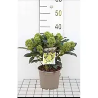 GRDplanten 2 x Skimmia jap. 'White Globe' - Skimmia 25- 30 cm in pot