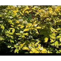 GRDplanten Cornus alba 'Aurea' - Kornoelje, Witte Kornoelje 60- 80 cm in pot