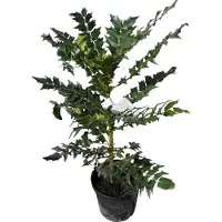 GRDplanten 2 x Mahonia x media 'Charity' - Mahoniestruik, Hulstberberis 60- 80 cm in pot