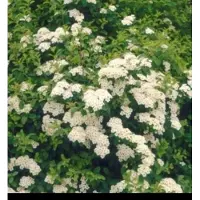 GRDplanten 2 x Spiraea jap. 'Albiflora' - Spierstruik , Japanse Spirea 20- 25 cm in pot