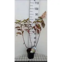 GRDplanten Hydrangea pan. 'Candlelight' - Pluimhortensia 40- 50 cm in pot