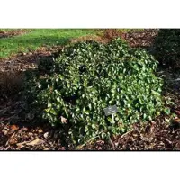 GRDplanten Hedera hibern. 'Arbori Compact' - Struikklimop , Atlantische Klimop, Dwergklimop 20- 25 cm in pot