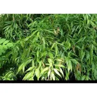 GRDplanten Sarcococca saligna - Vleesbes, Zoete Buxus 20- 30 cm in pot