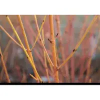 GRDplanten Cornus sang. 'Midwinter Fire' - Rode Kornoelje 60- 80 cm in pot