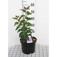 GRDplanten 2 x Syringa vulg. 'Sensation' - Gewone Sering , Vaak Ook Verkeerdelijk Jasmijn Genoemd 50- 60 cm in pot