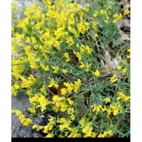 GRDplanten Genista lydia - Heidebrem, Verfbrem 20- + cm in pot