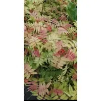 GRDplanten Sorbaria sorbifolia - Lijsterbes Spirea 40- 60 cm in pot