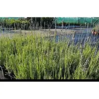 GRDplanten 2 x Lavandula int. 'Dutch' - Lavendel In pot 2 liter