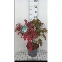 GRDplanten Hydrangea querc. 'Ice Crystal' - Eikenblad Hortensia 50- 60 cm in pot