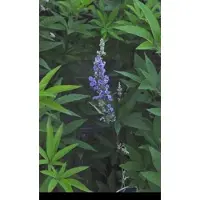 GRDplanten Vitex agnus-castus 'Latifolia' - Monnikenpeper, Kuisheidsplant, Boom Van Het Heilige Lam 60- 80 cm in pot