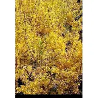 GRDplanten Forsythia int. 'Lynwood' - Chinees Klokje 50- 60 cm in pot