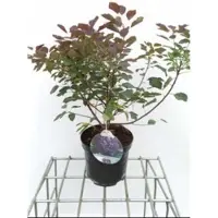 GRDplanten Cotinus cogg. 'Dusky Maiden' - Pruikenboom 40- 50 cm in pot