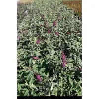 GRDplanten 2 x Buddleja dav. 'Mss Ruby' - Vlinderstruik 50- 60 cm in pot