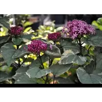 GRDplanten 2 x Clerodendrum bungei 'Pink Diamond' - Kransenboom 60- 80 cm in pot