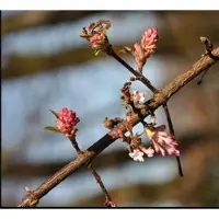 GRDplanten Viburnum bodn. 'Dawn' - Sneeuwbal 50- 60 cm in pot