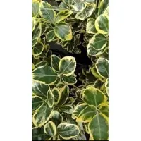 GRDplanten Euonymus jap. 'Ovatus Aureus' ( 'marieke') - Japanse Kardinaalshoed, Kardinaalsmuts , 20- 30 cm in pot