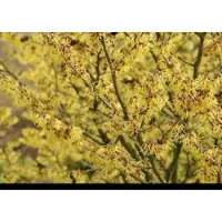 GRDplanten Hamamelis int. 'Arnold Promise' - Toverhazelaar 60- 80 cm in pot