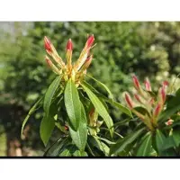 GRDplanten 2 x Pieris hybr. 'Forest Flame' - Rotsheide 'Forest Flame' , Lavendelheide 50- 60 cm in pot