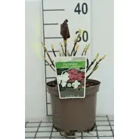 GRDplanten 2 x Hydrangea macr. 'Lanarth White' - Boerenhortensia, Bolhortensia 25- 30 cm in pot