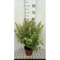 GRDplanten Pittosporum ten. 'Pompom' - Australische Laurier 25- 30 cm in pot