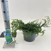 GRDplanten Juniperus comm. ‘Repanda’ - Jeneverbes | 20-25 cm pot