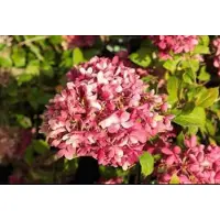 GRDplanten Hydrangea pan. 'Pinkachu' - Pluimhortensia 40- 50 cm in pot