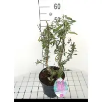 GRDplanten 2 x Buddleja dav. 'Peacock' ('peakeep') - Vlinderstruik 30- 40 cm in pot