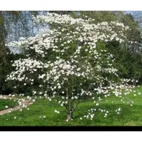 GRDplanten 1 x Cornus florida - Amerikaanse Kornoelje 50- 60 cm in pot