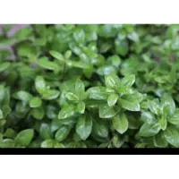 GRDplanten Pittosporum ten. 'Golf Ball' - Australische Laurier 30- 40 cm in pot