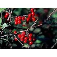GRDplanten Aronia arbutifolia 'Brilliant' - Appelbes, Rode Appelbes 40- 60 cm in pot