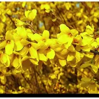 GRDplanten Forsythia int. 'Week-end' ('courtalyn') - Chinees Klokje 50- 60 cm in pot