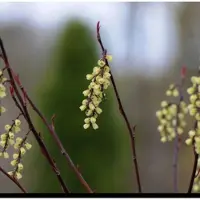 GRDplanten 2 x Stachyurus chin. 'Celina' - Staartaar 40- 50 cm in pot
