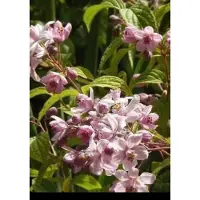 GRDplanten Deutzia hybr. 'Mont Rose' - Bruidsbloem 60- 80 cm in pot