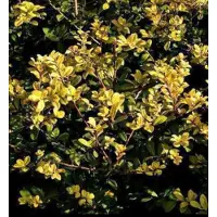GRDplanten Ilex cren. 'Golden Gem' - Japanse Hulst , Japanse Haaghulst , Chinese Beshulst 20- 30 cm in pot