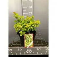GRDplanten 2 x Spiraea bet. 'Tor Gold' - Spierstruik , Sneeuwspirea 30- 40 cm in pot