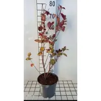 GRDplanten Lagerstroemia ind. 'Rhapsody In Pink' - Indische sering 40- 50 cm in pot