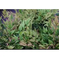 GRDplanten 2 x Nandina dom. 'Gulfstream' - Hemelse Bamboe 25- 30 cm in pot