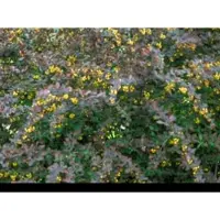 GRDplanten Berberis ott. 'Superba' - Zuurbes 40- 50 cm in pot
