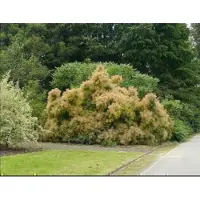 GRDplanten Cotinus coggygria - Pruikenboom 40- 60 cm in pot