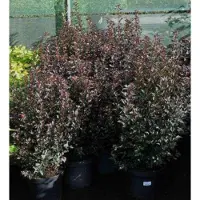 GRDplanten 2 x Physocarpus opulif. 'Red Baron' - Blaasspirea, Sneeuwbalspirea 30- 40 cm in pot