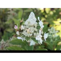 GRDplanten 2 x Hydrangea pan. 'Tardiva' - Pluimhortensia 40- 50 cm in pot