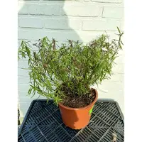 GRDplanten 2 x Hebe hybr. 'Kirkii' - Struikveronica C5 cm in pot