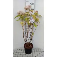 GRDplanten 2 x Hydrangea arb. 'Candybelle Bubblegum' - Sneeuwbal Hortensia 40- 50 cm in pot