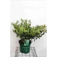 GRDplanten Distylium myr. 'Blue Cascade' - Distylium 40- 50 cm in pot
