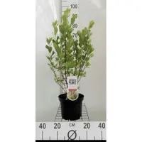 GRDplanten 2 x Clethra aln. 'Pink Spire' - Schijnsels 40- 50 cm in pot