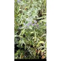 GRDplanten 2 x Caryopteris cland. 'Kew Blue' - Blauwe Spirea , Baardbloem, Herfstsering 30- 40 cm in pot