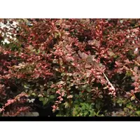GRDplanten 2 x Berberis thunb. 'Rose Glow' - Japanse Zuurbes , Rode Japanse Zuurbes 30- 40 cm in pot