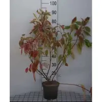GRDplanten 2 x Cornus alba 'Gouchaultii' - Kornoelje, Geelbonte Kornoelje 60- 80 cm in pot