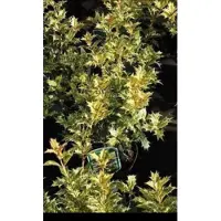 GRDplanten Osmanthus het. 'Goshiki' ('tricolor') - Schijnhulst 20- 25 cm in pot